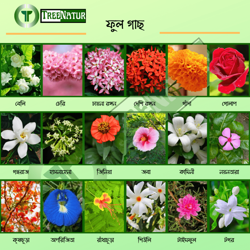 Regular Flowers Catalogue - TreeNatur