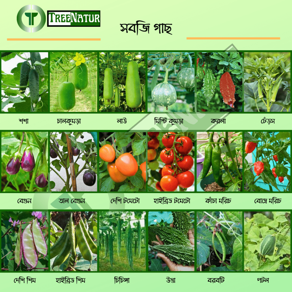 Vegetables Catalogue - TreeNatur