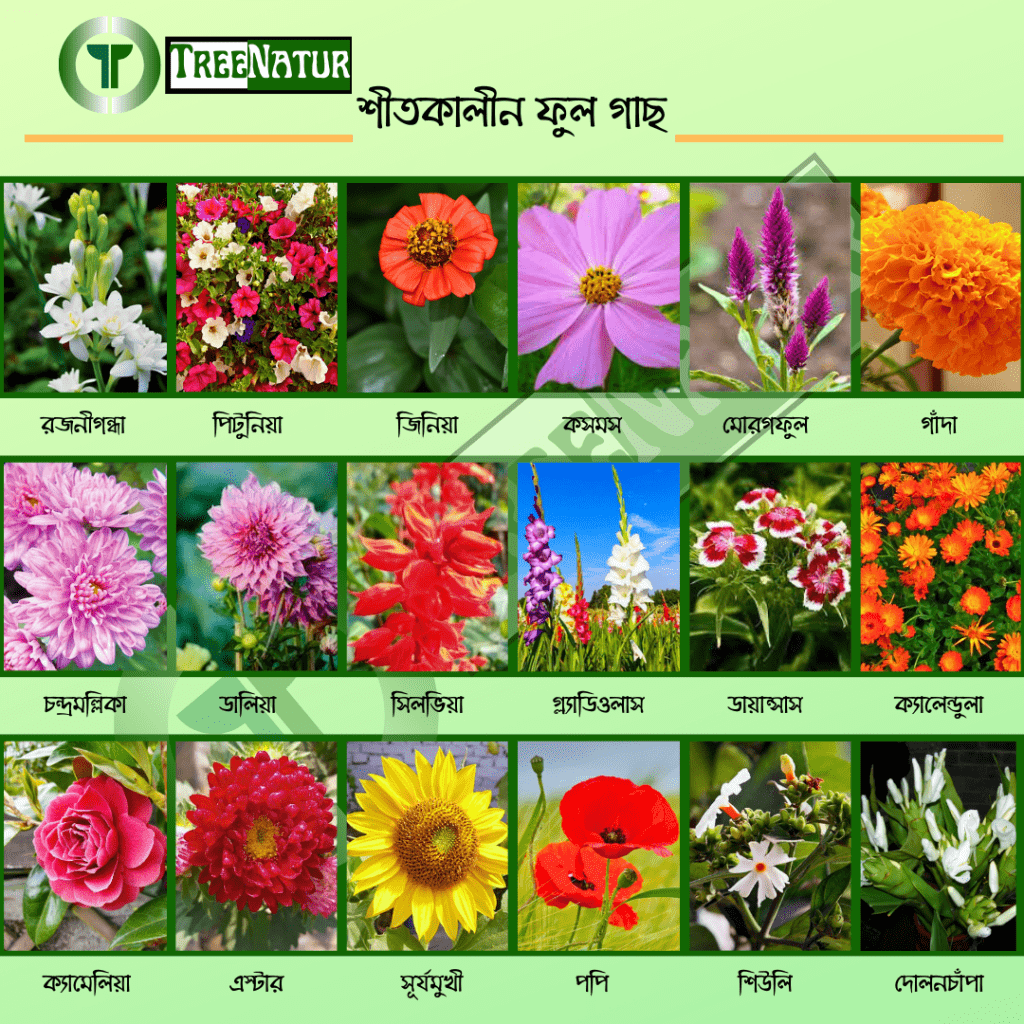 Winter Flowers Catalogue - TreeNatur