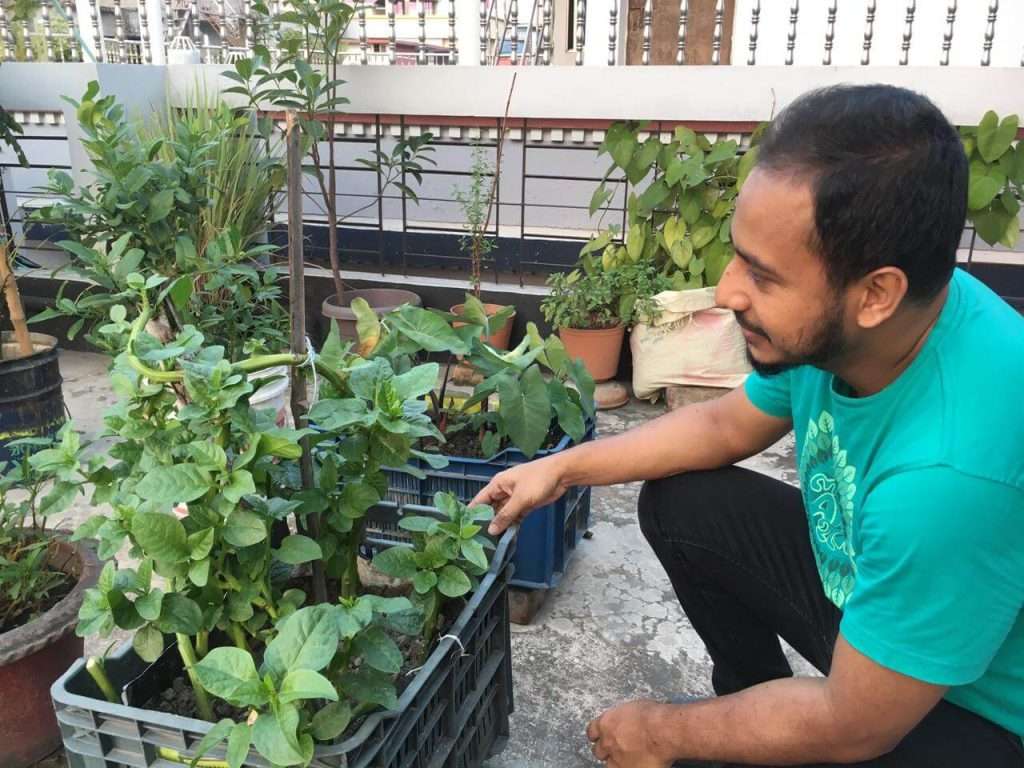 Touch of Greenery in the Bricks - TreeNatur