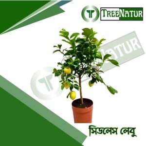 Seedless Lebu - TreeNatur